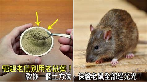 怎麼驅趕老鼠|3种方法来以自然方法驱逐老鼠